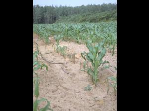 Maïs grain et fourrager - pH bas (acide) et excès/toxicité en aluminium