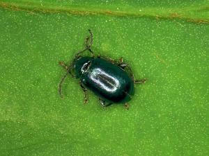 Petite altise de la vigne (Altica woodsi)_1