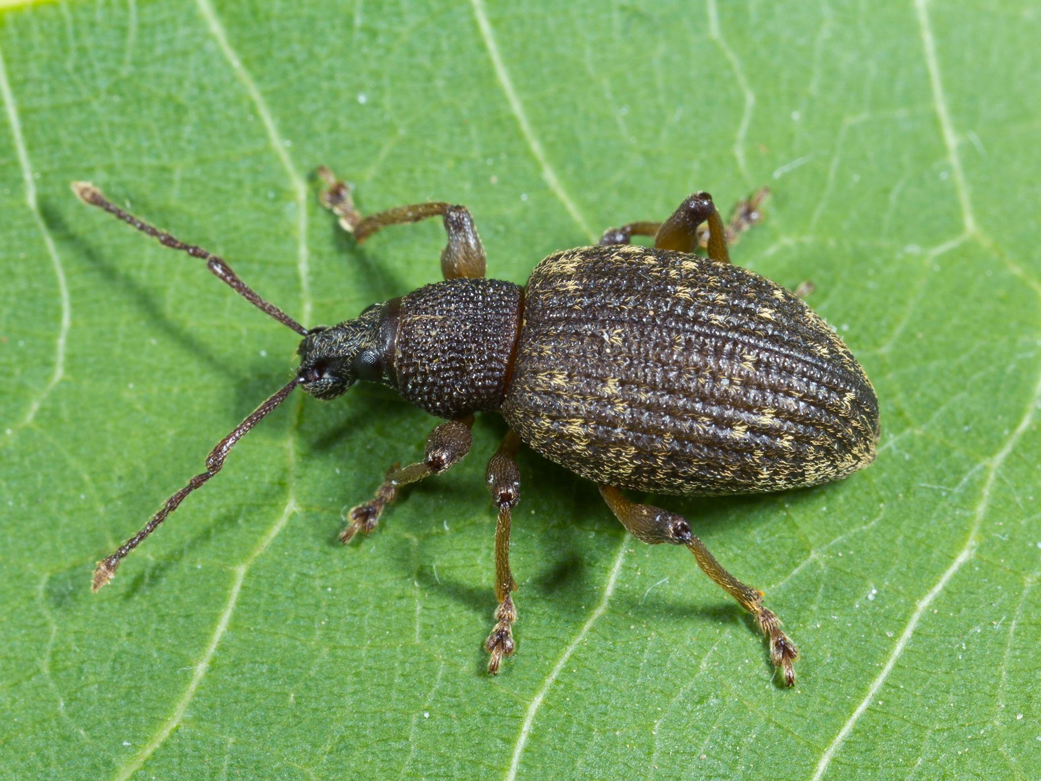 Charançon noir de la vigne (Otiorhynchus sulcatus)_1