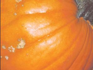 Citrouille - Tache bactérienne (Xanthomonas cucurbitae)