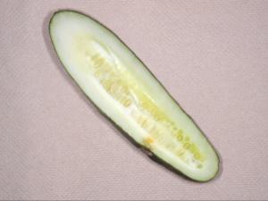 Concombre - Tache angulaire (Pseudomonas syringae pv. lachrymans)