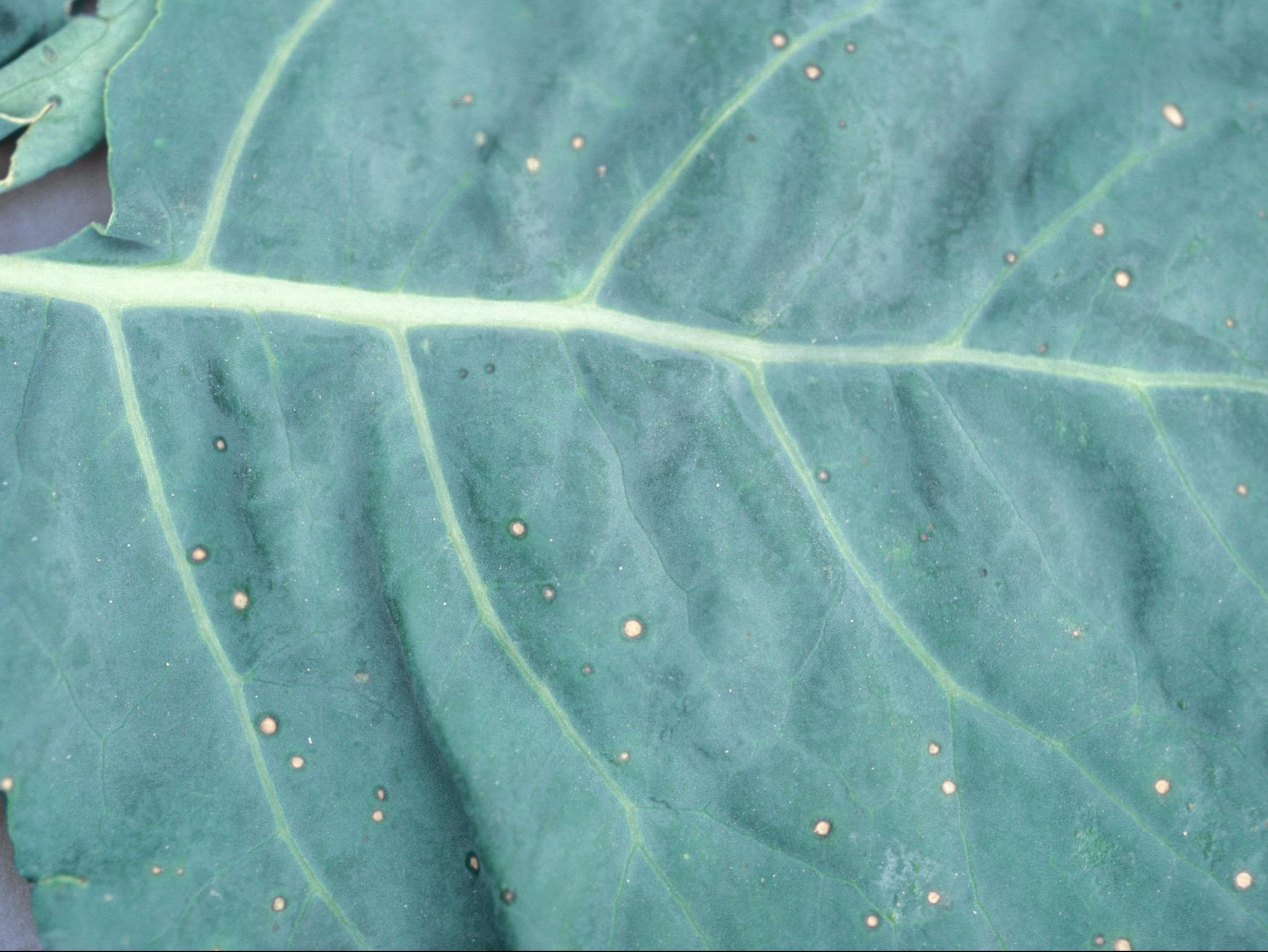 Brocoli - Tache bactérienne (Xanthomonas campestris pv. raphani)