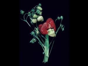 Fraise - dicamba (4)_1