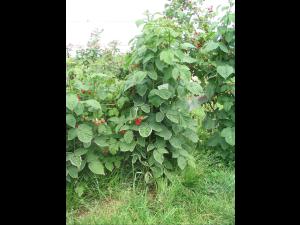 Framboise - clopyralide (4)_2