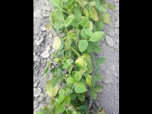 Soya - métribuzine (5)_2