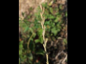 Ivraie vivace (Lolium perenne)_8