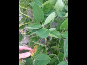 Soya - glufosinate d'ammonium (10)_3