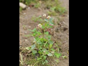 Trèfle alsike(Trifolium hybridum)_5
