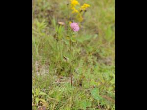 Trèfle rouge(Trifolium pratense)_5