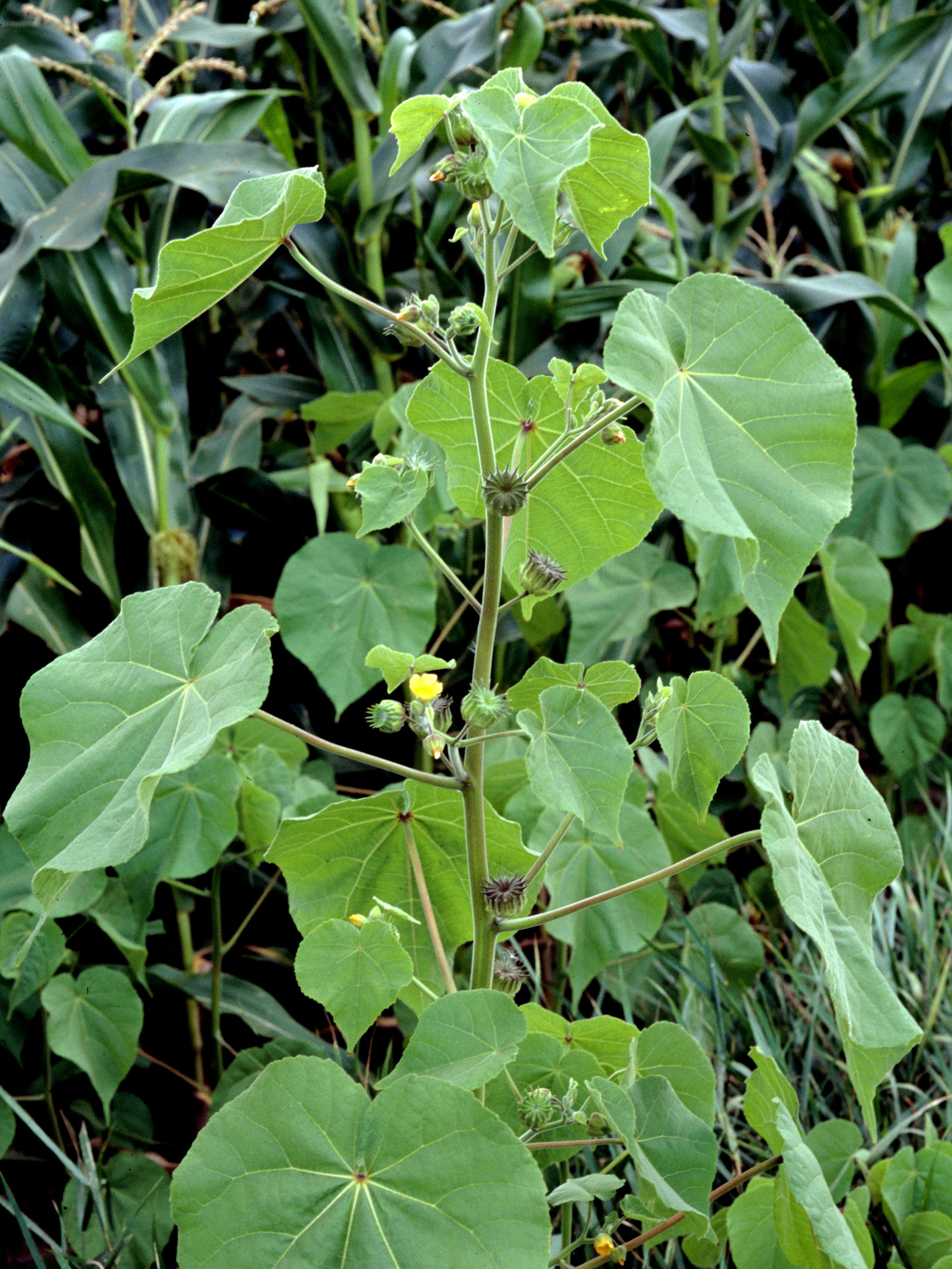 Abutilon à pétales jaunes(Abutilon theophrasti)_8