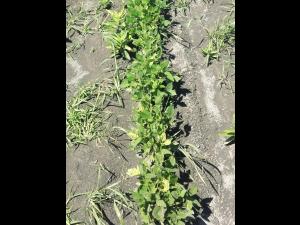 Soya - mésotrione (27)_4