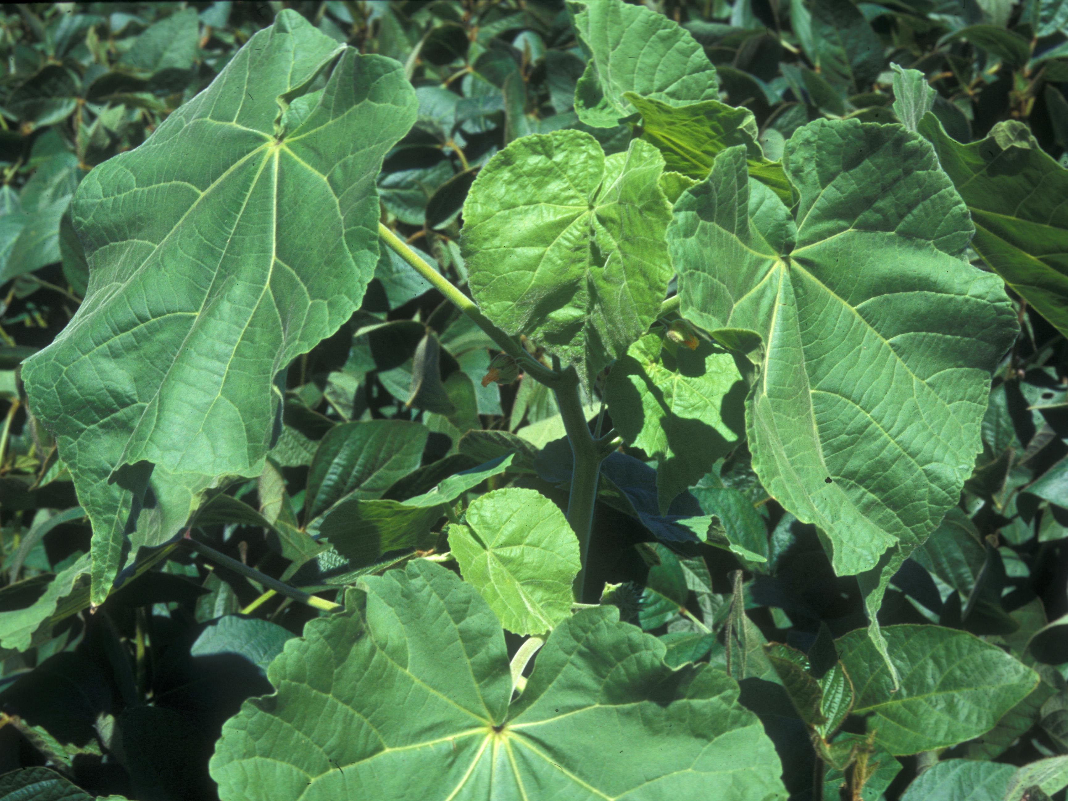 Abutilon à pétales jaunes(Abutilon theophrasti)_23