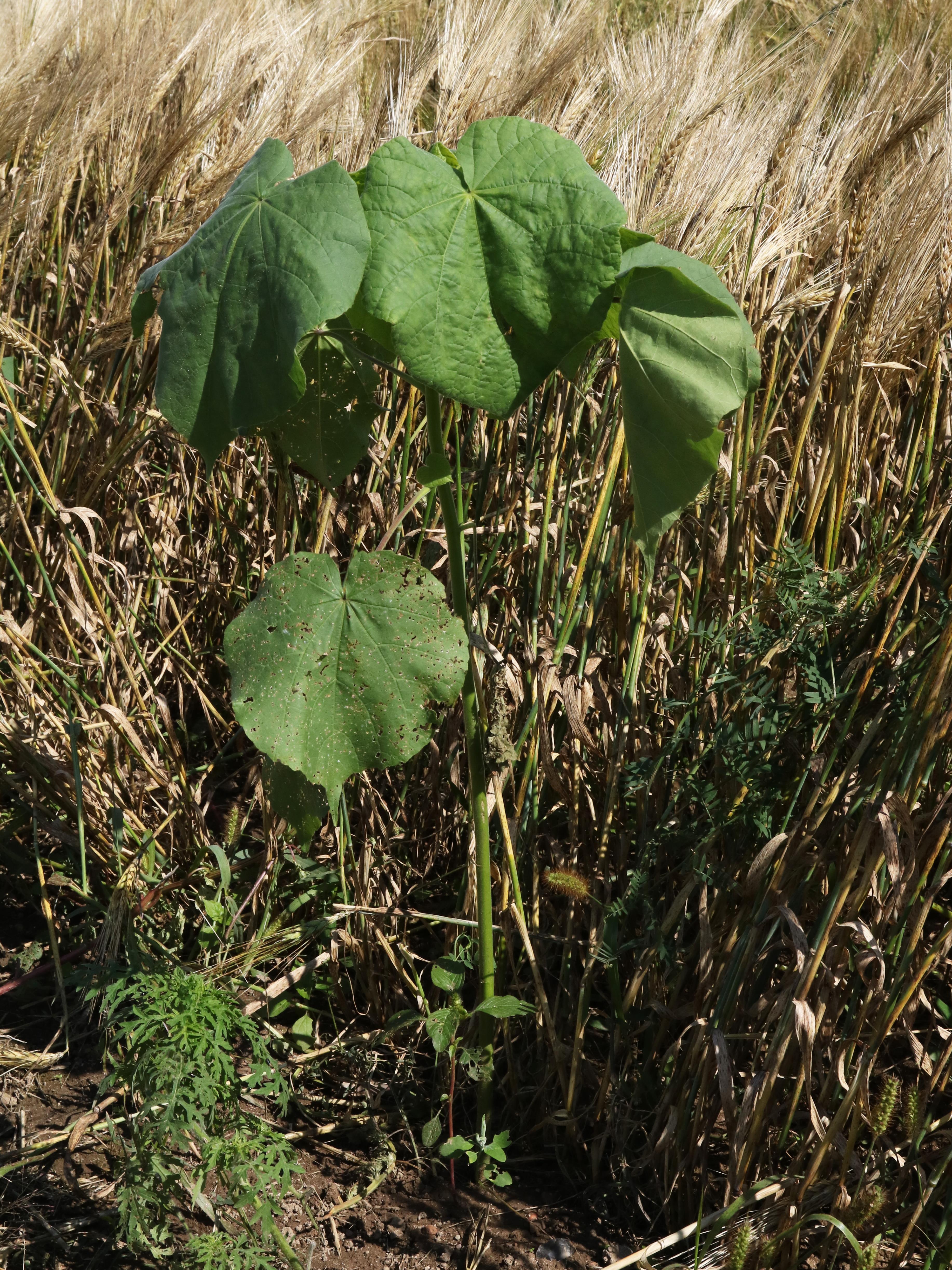 Abutilon à pétales jaunes(Abutilon theophrasti)_27