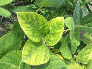 Soya - mésotrione (27)_5