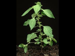 Ricinelle rhomboide (Acalypha rhomboidea)_2