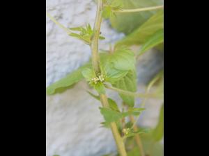 Ricinelle rhomboide (Acalypha rhomboidea)_15