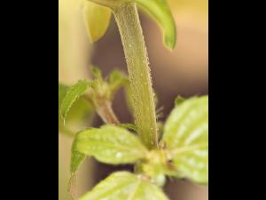 Ricinelle rhomboide (Acalypha rhomboidea)_20