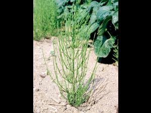 Prêle champs (Equisetum arvense)_7