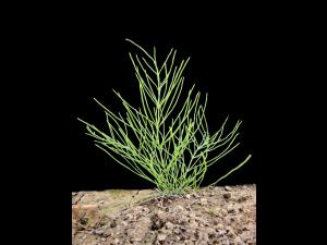 Prêle champs (Equisetum arvense)_8