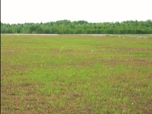 Prêle champs (Equisetum arvense)_17