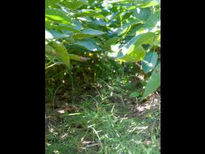 Prêle champs (Equisetum arvense)_21