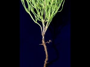 Prêle champs (Equisetum arvense)_24