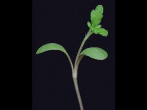 Petite herbe à poux (Ambrosia artemisiifolia)_31