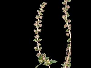 Petite herbe à poux (Ambrosia artemisiifolia)_2