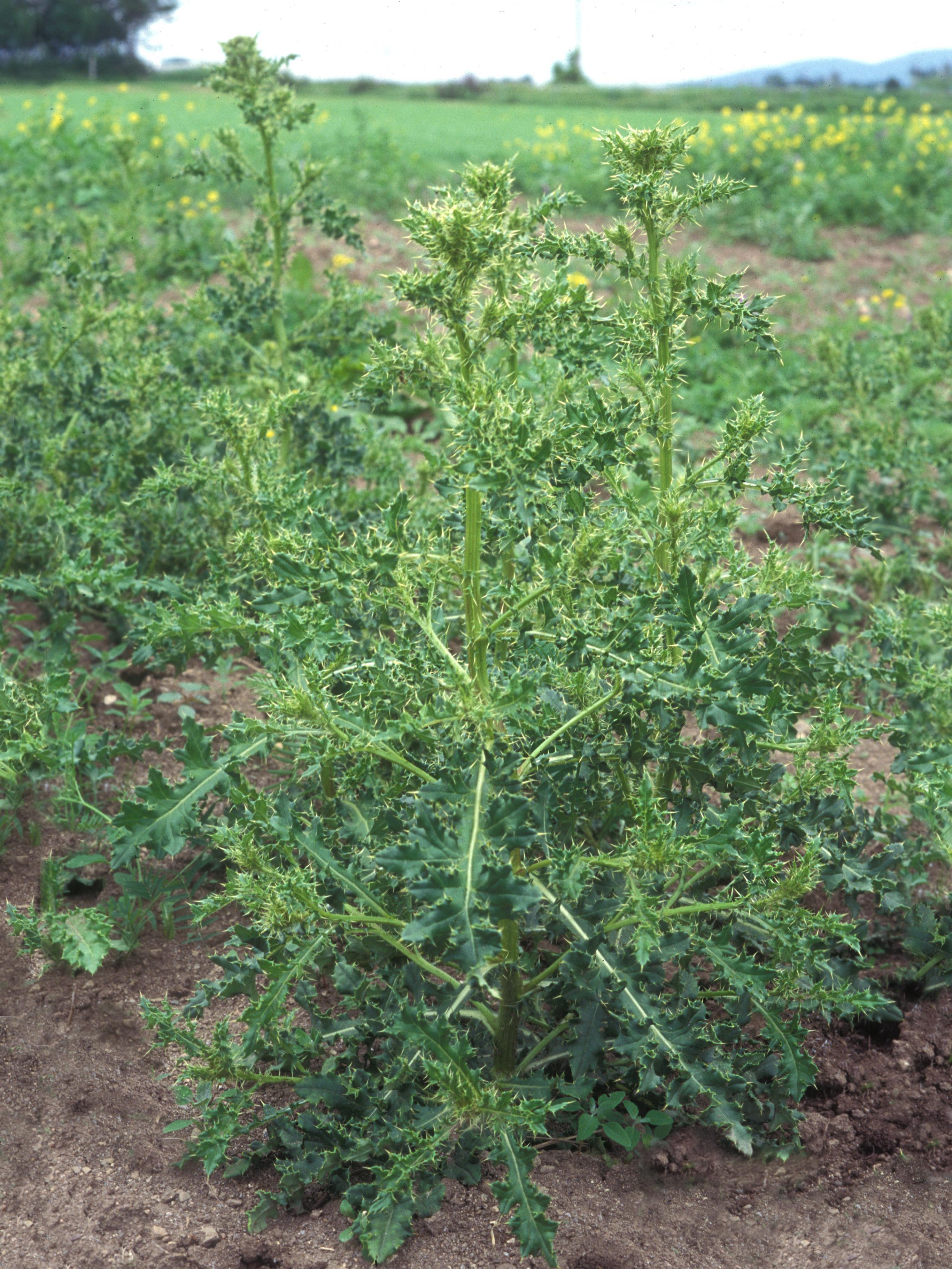 Chardon champs(Cirsium arvense)_7