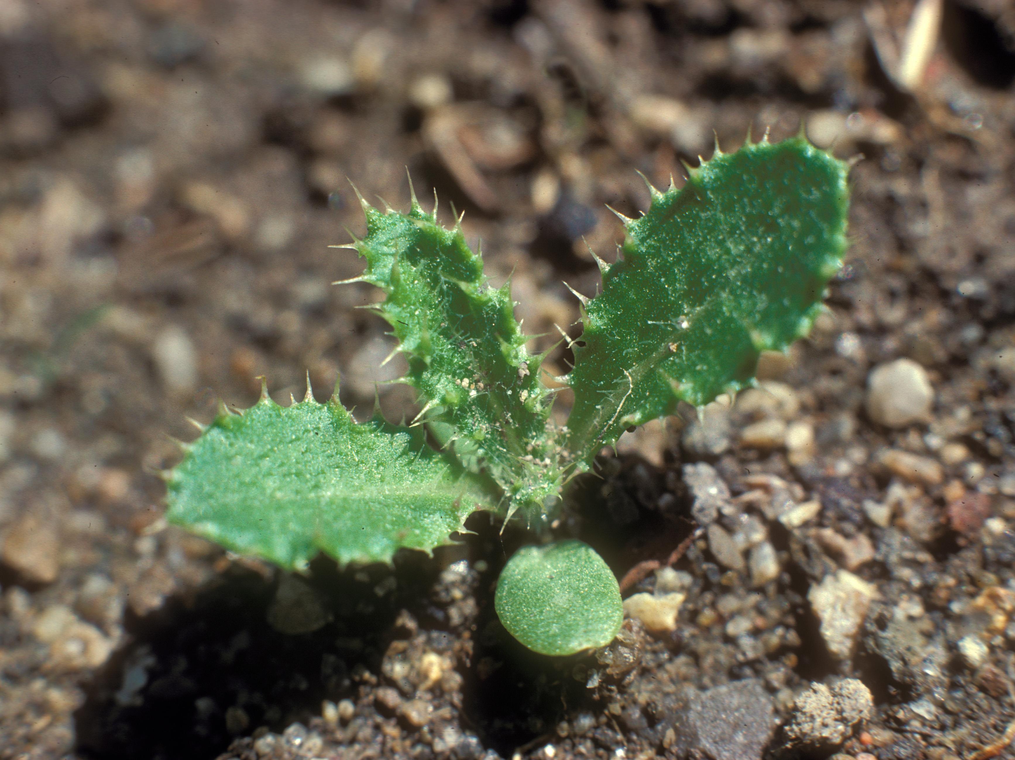 Chardon champs(Cirsium arvense)_9