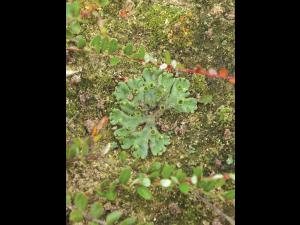 Hépatique fontaines (Marchantia polymorpha)_3