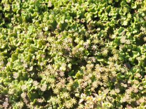 Hépatique fontaines (Marchantia polymorpha)_10