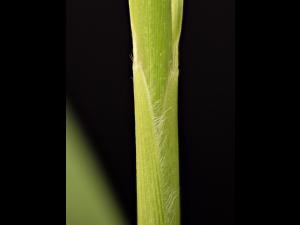 Sétaire géante (Setaria faber)_14