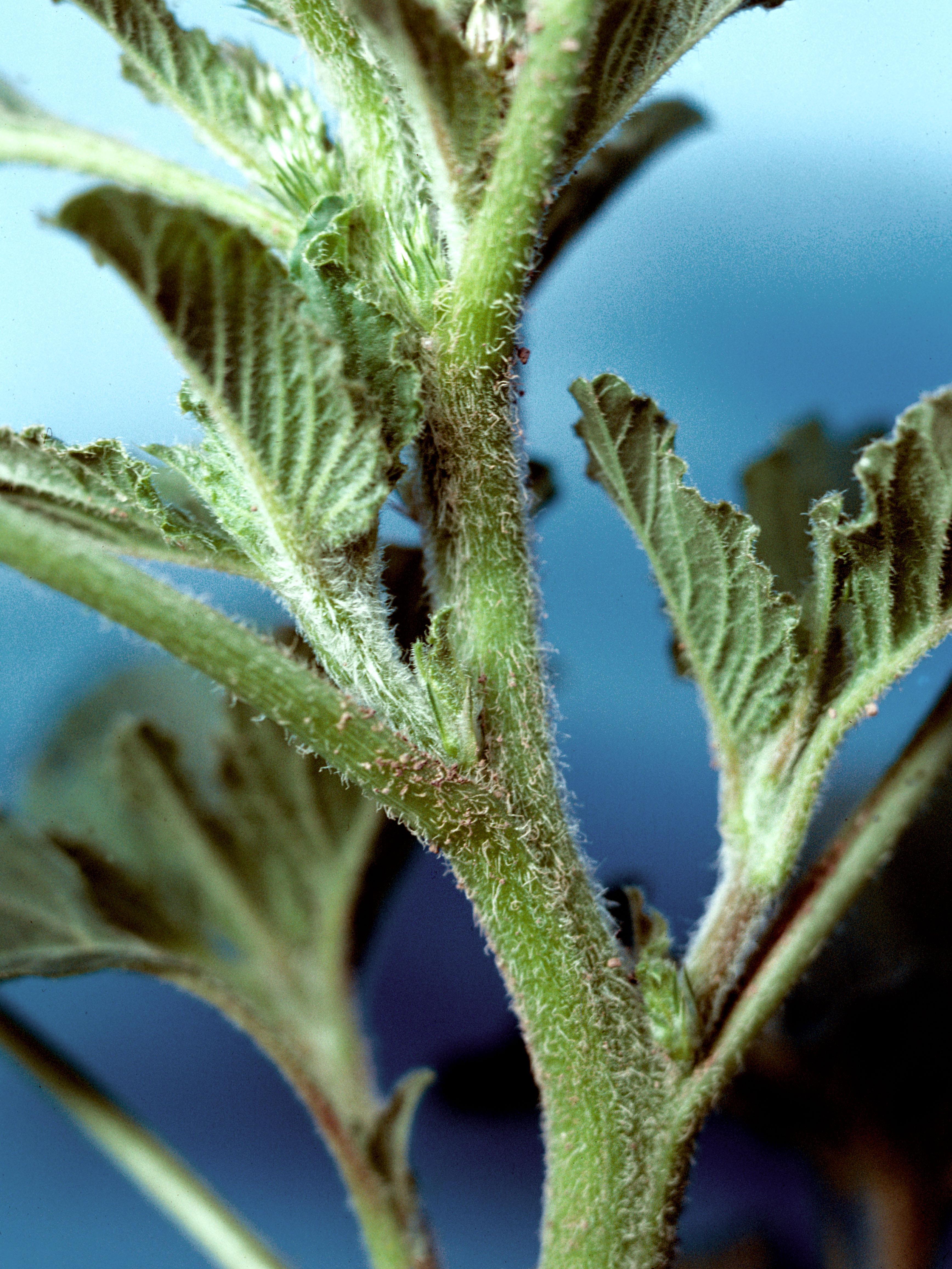 Amarante à racine rouge(Amaranthus retroflexus)_4