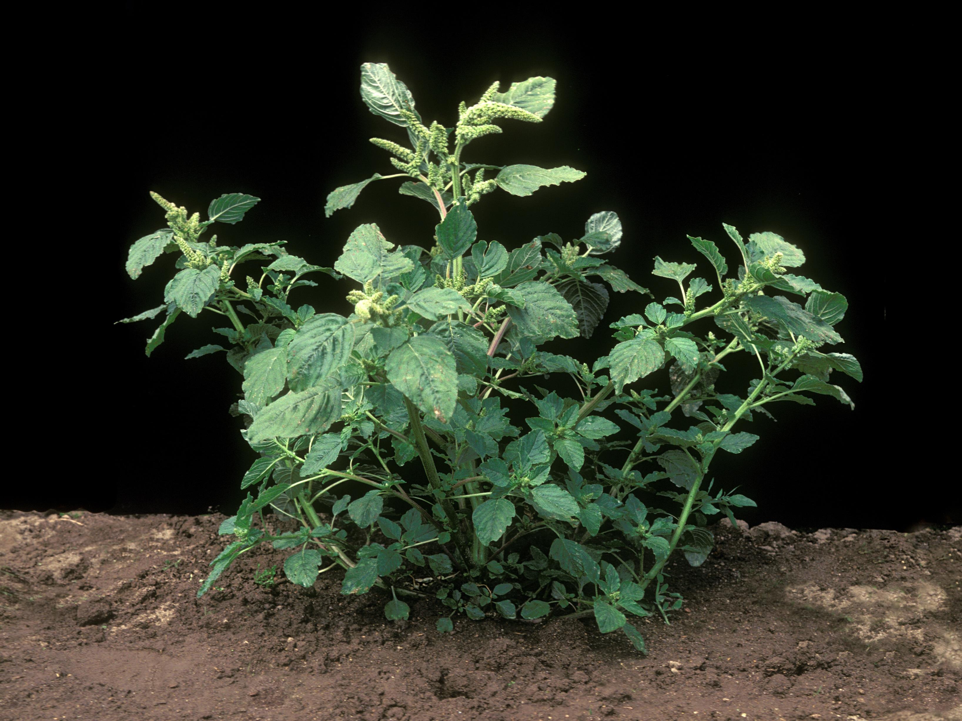 Amarante à racine rouge(Amaranthus retroflexus)_11