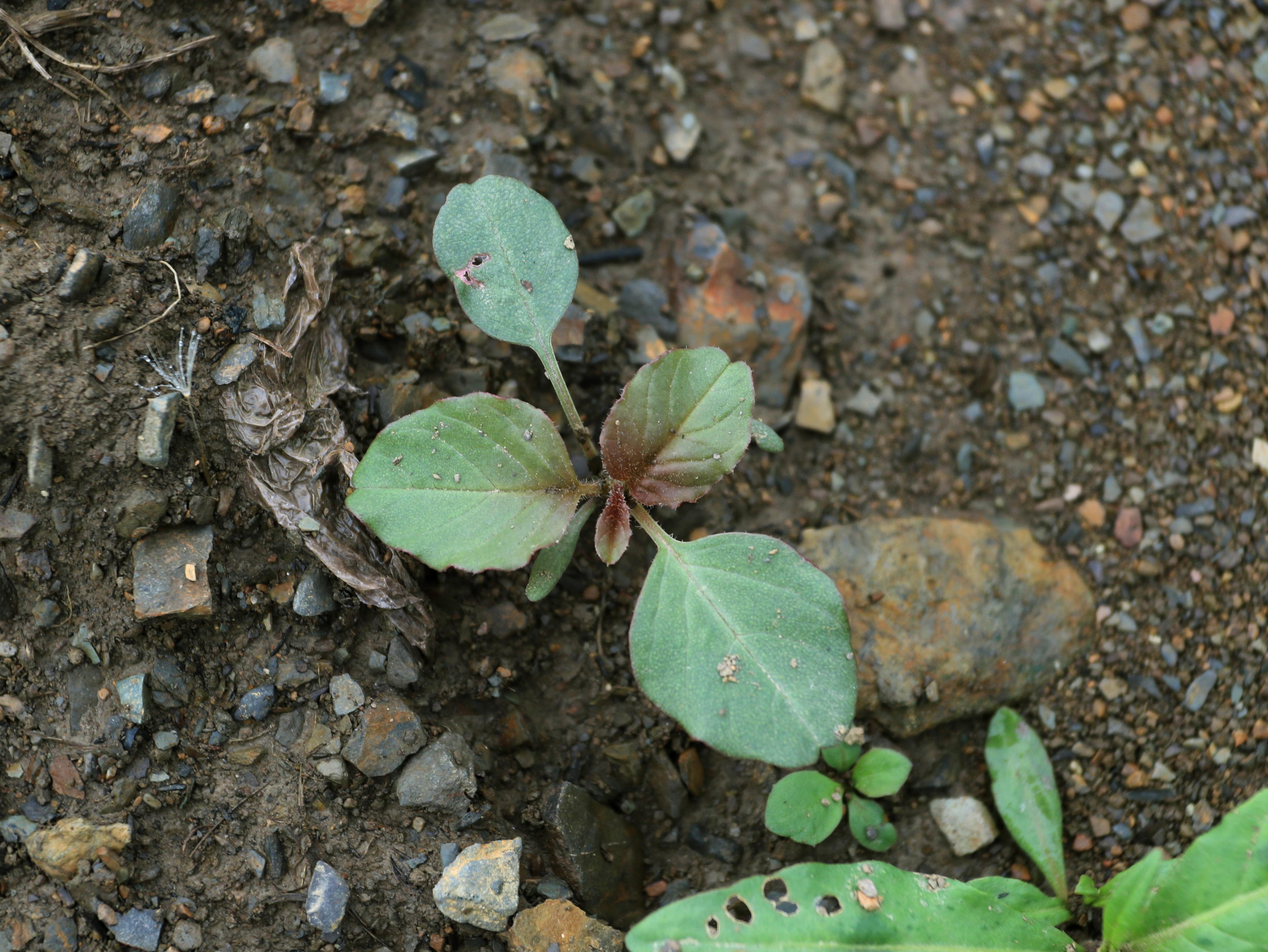 Amarante à racine rouge(Amaranthus retroflexus)_15