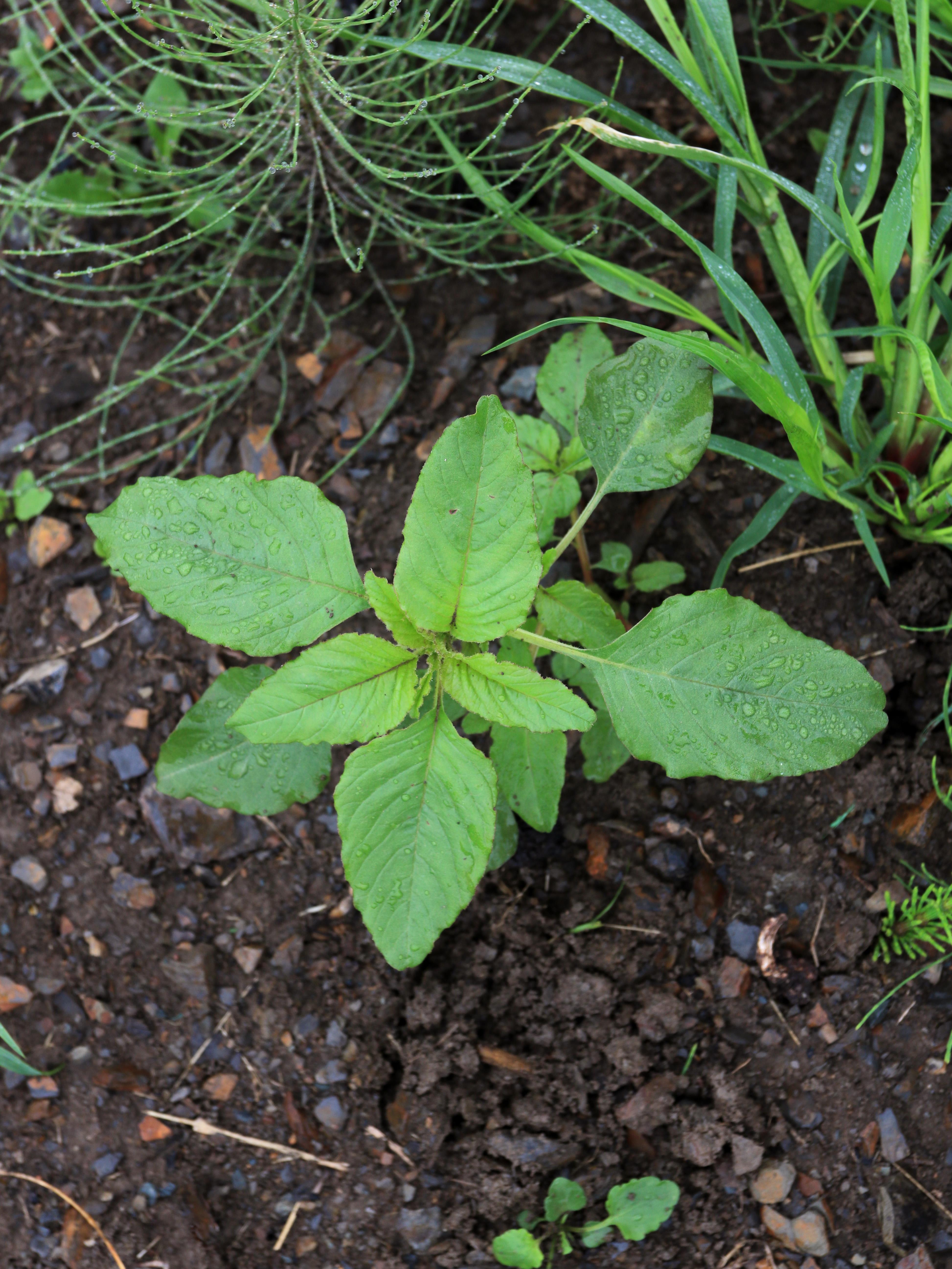 Amarante à racine rouge(Amaranthus retroflexus)_16