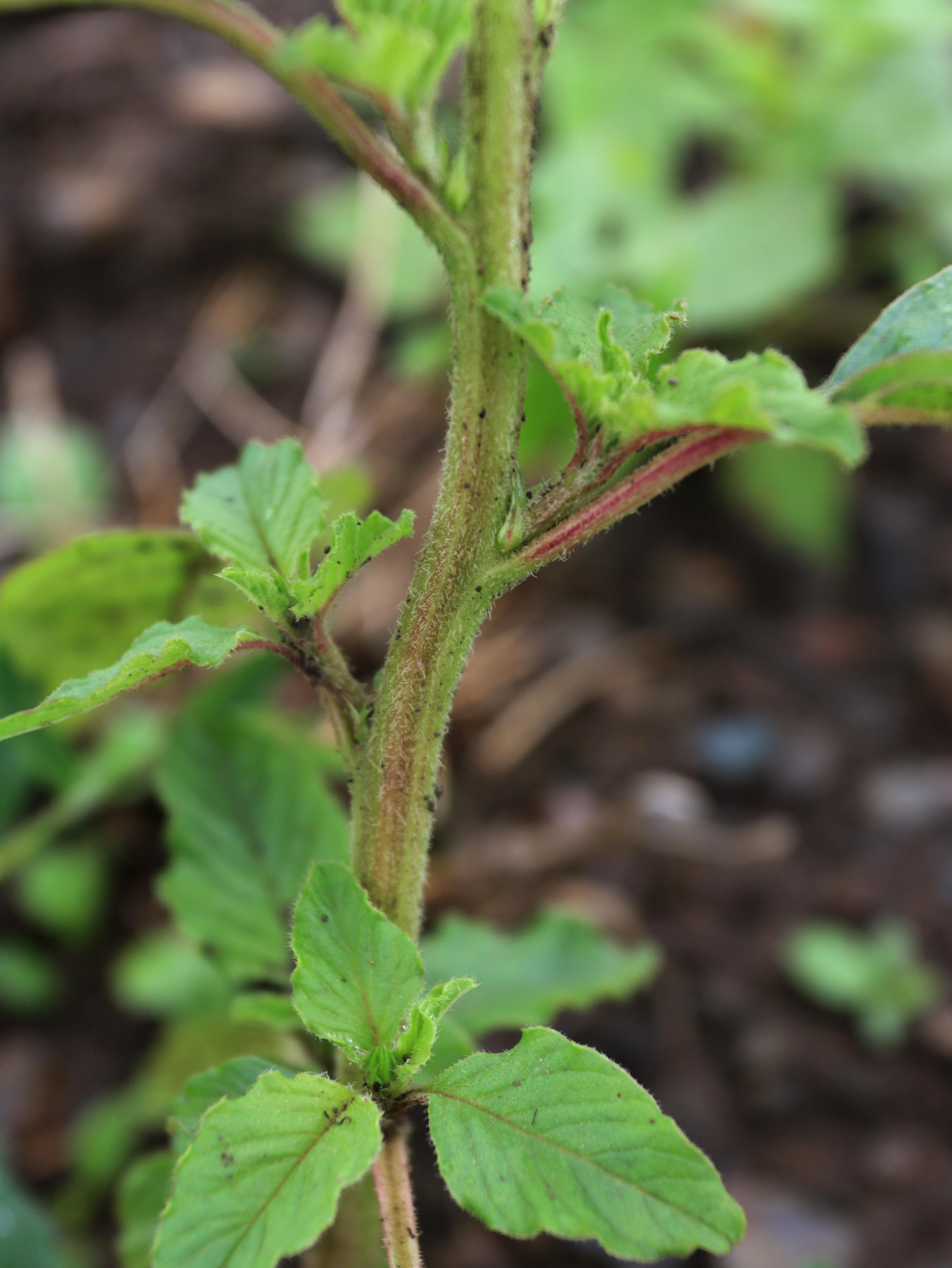 Amarante à racine rouge(Amaranthus retroflexus)_17