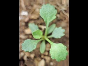 Marguerite blanche (Leucanthemum vulgare)_3