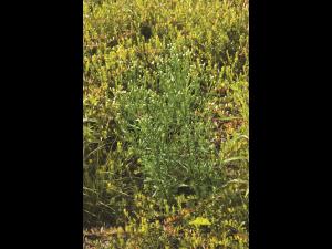 Vergerette du Canada(Erigeron canadensis)_9