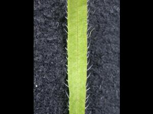 Vergerette du Canada(Erigeron canadensis)_15