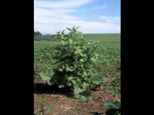 Petite bardane (Arctium minus)_6