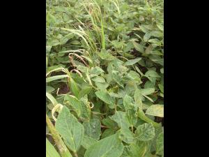 Soya - fomésafène (14)_9