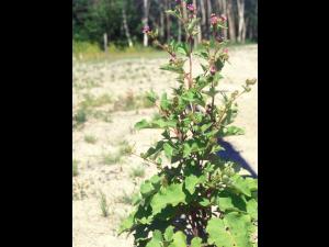 Petite bardane (Arctium minus)_9