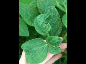 Soya - fomésafène (14)_10