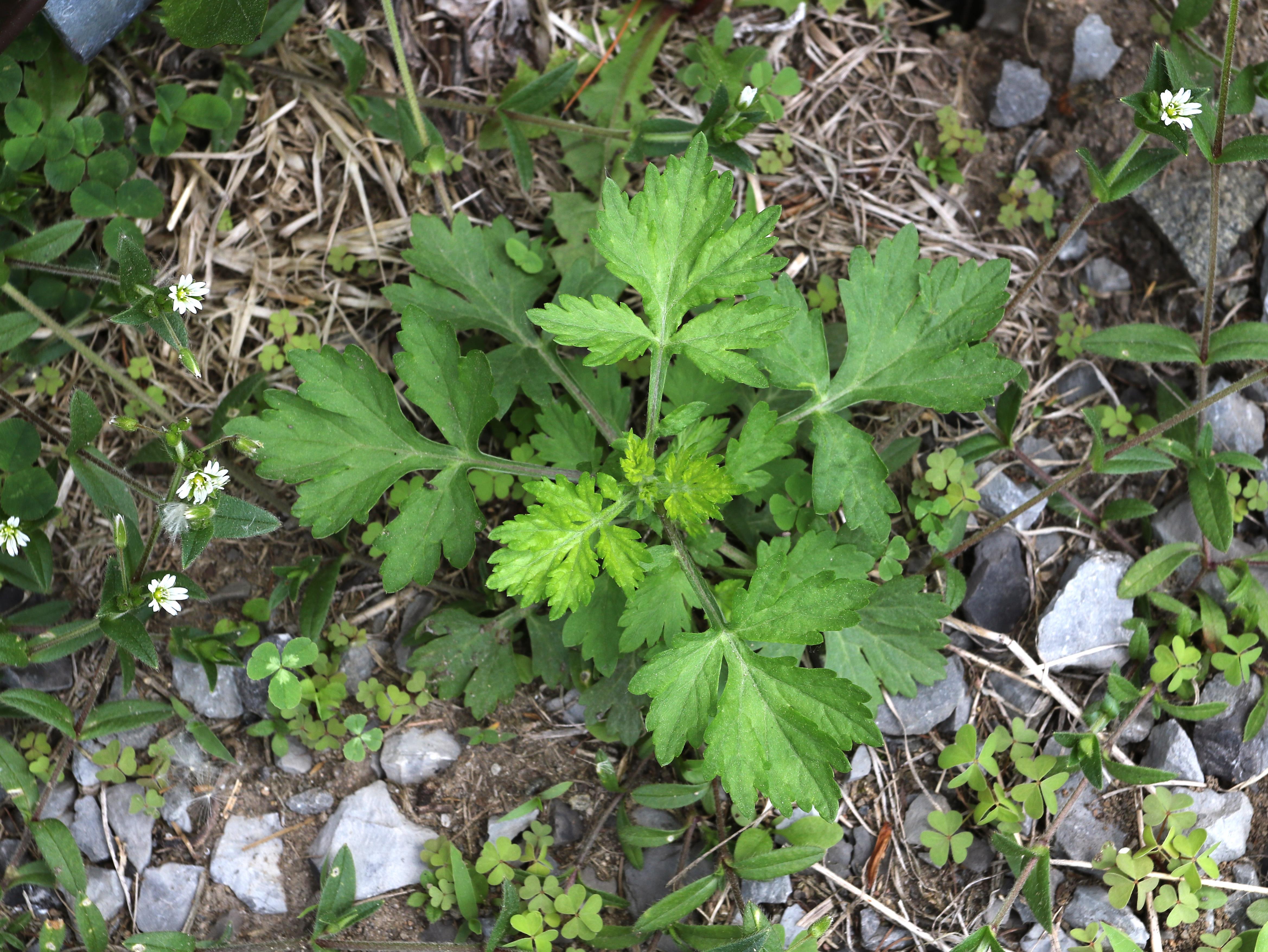 Armoise vulgaire(Artemisia vulgaris)_16