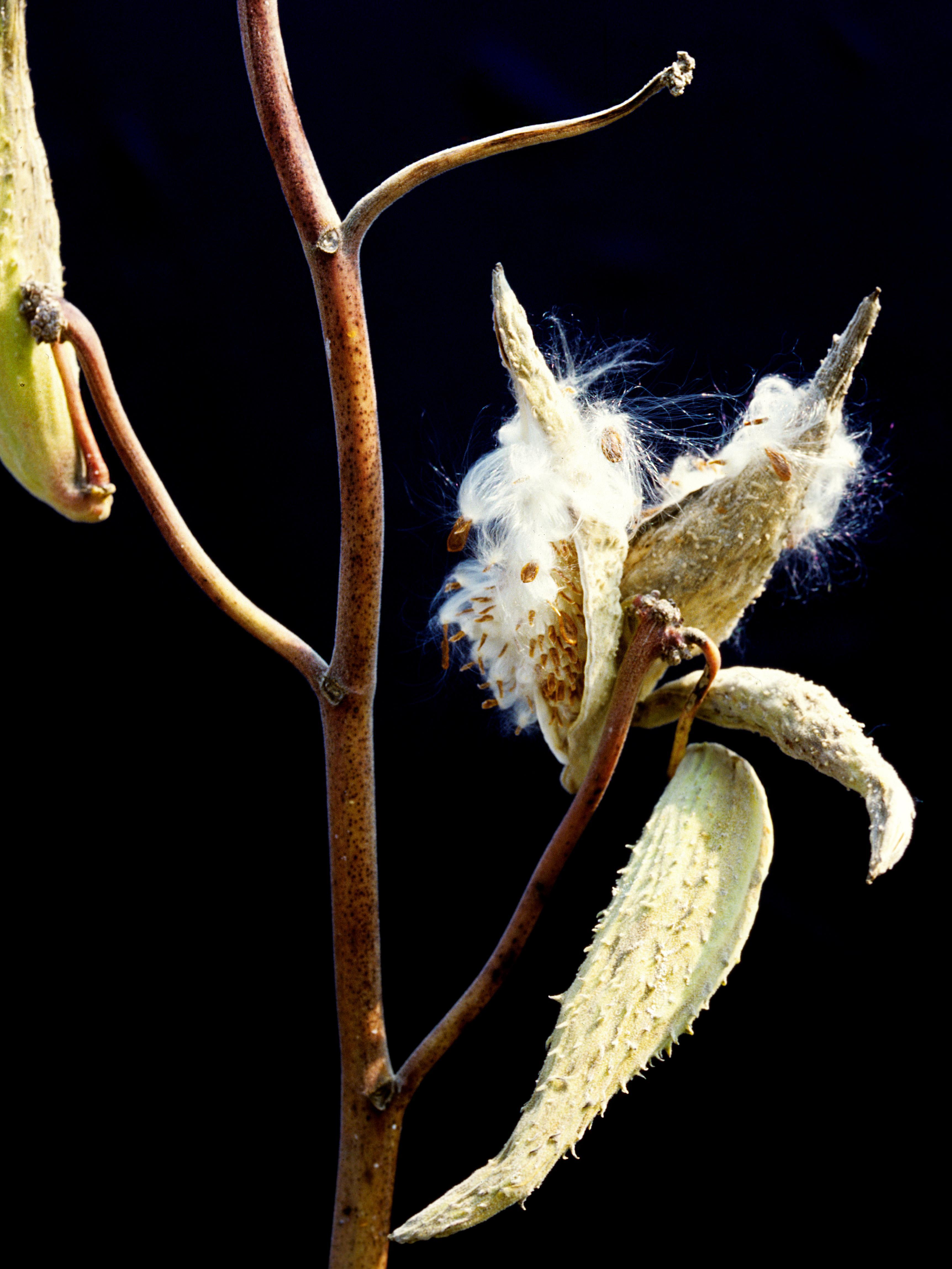 Asclépiade commune (Asclepias syriaca)_13