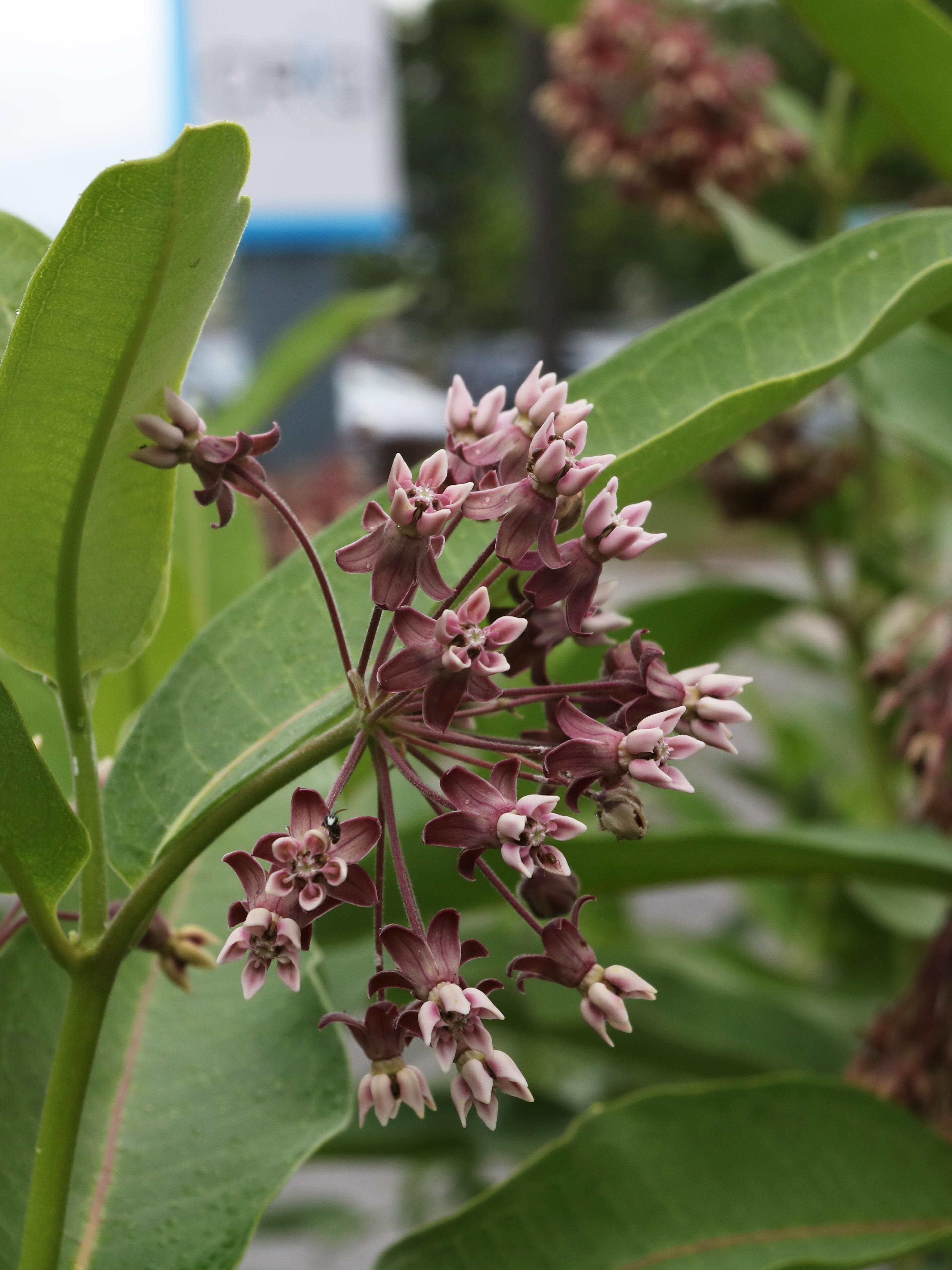 Asclépiade commune (Asclepias syriaca)_23