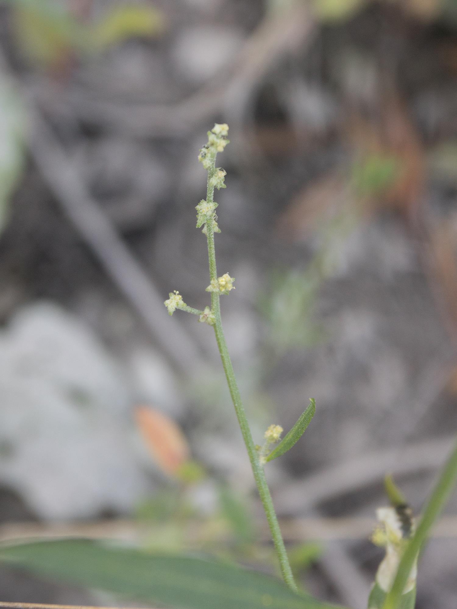 Arroche étalée(Atriplex patula)_14