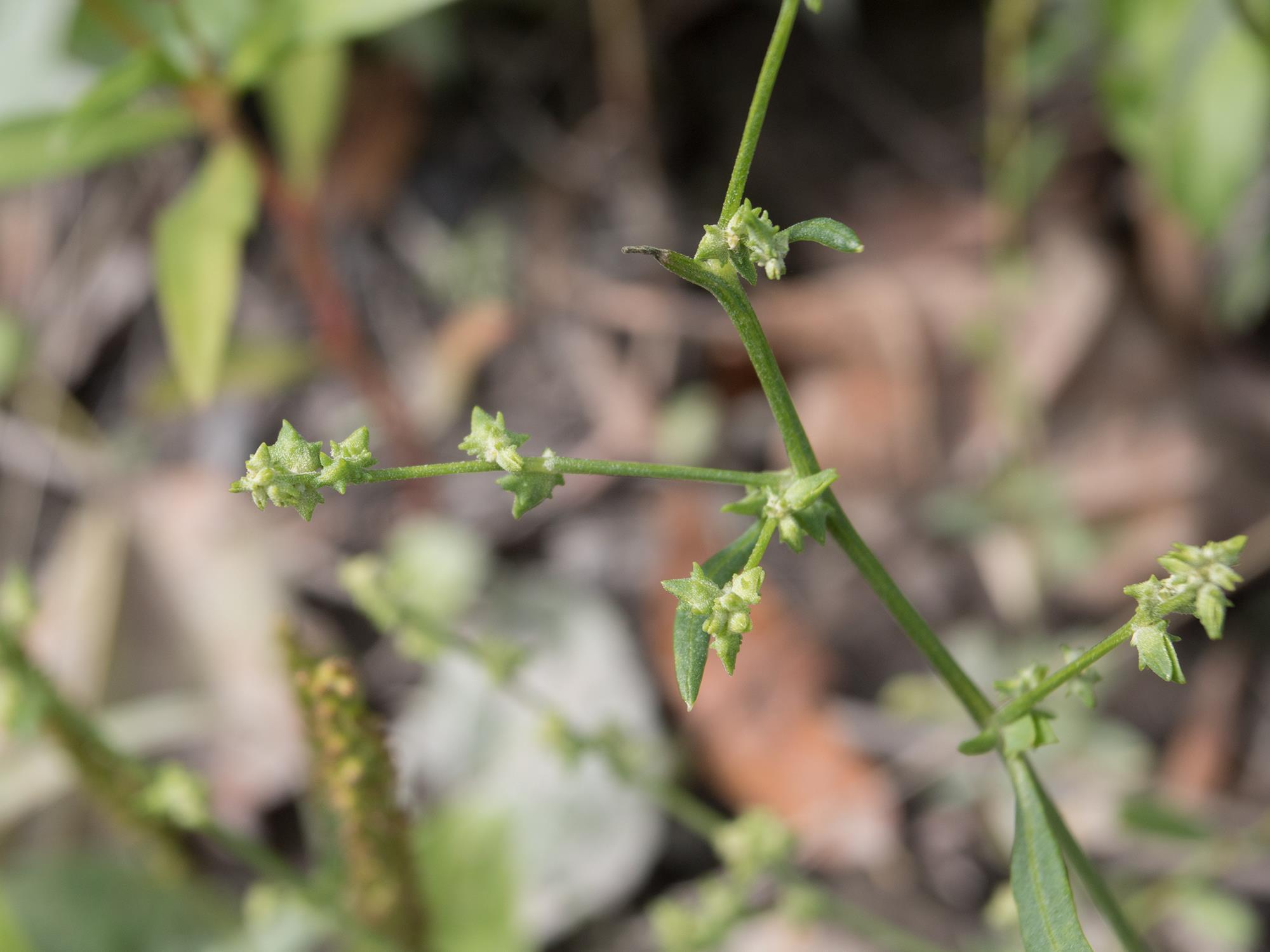 Arroche étalée(Atriplex patula)_15